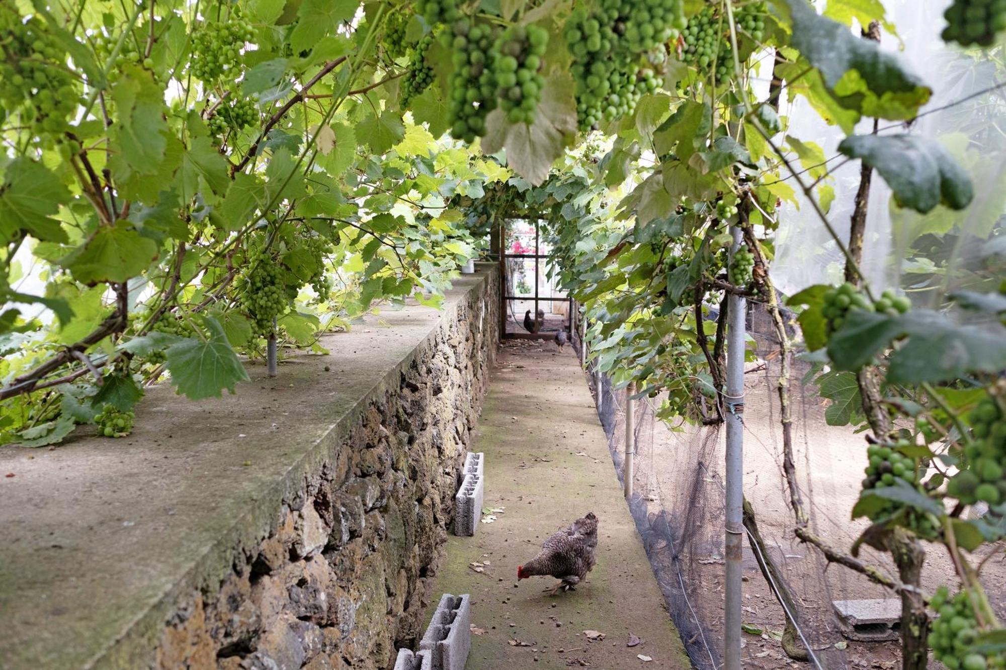 Casa Das Rosas Angra do Heroísmo Екстериор снимка